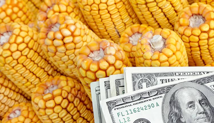 corn trading 4